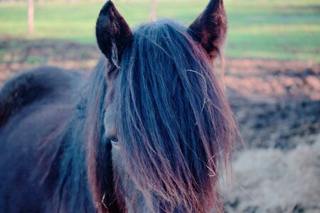 Horse, eye and beautiful mane.