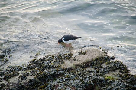 Two-tone bird, oystercatcher.の写真素材