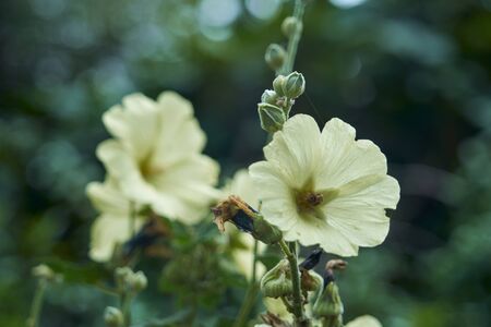 Large flower, hollyhock.の写真素材