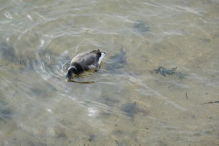 Wild goose plunging its head into the water.の写真素材