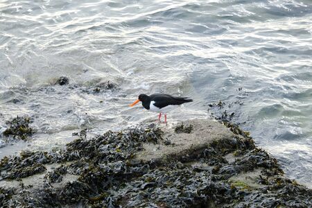 Oystercatcher on a rock.の写真素材