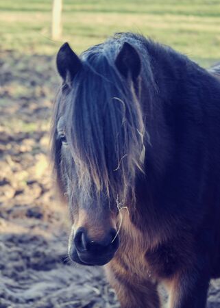 Horse in the field.の写真素材