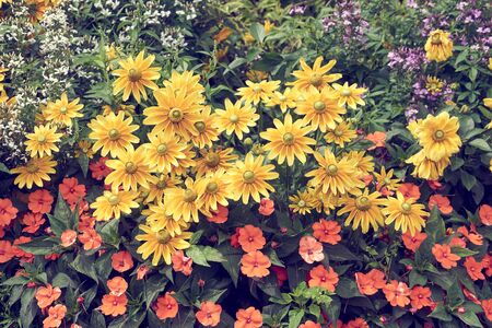 Yellow flowers variety rudbeckia.の写真素材