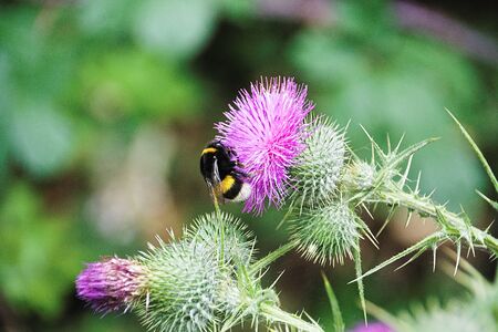 Large bumblebee on a thistle flower.の写真素材