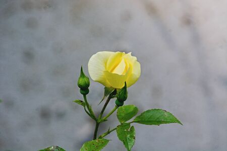 Beautiful yellow rose.の写真素材