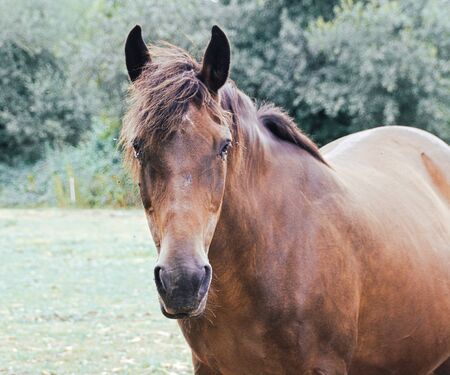 Horse look.の写真素材