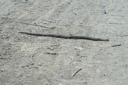 Viper moving on the ground.の写真素材