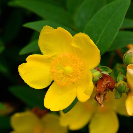 St. John's wort, flower and shrub.の写真素材