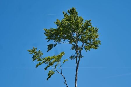 Top of a young tree..の写真素材