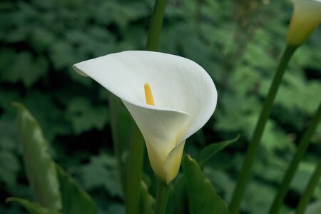 Arum, flower shaped like a cornet.の写真素材