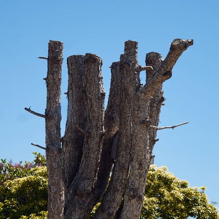 sawn tree trunks.の写真素材