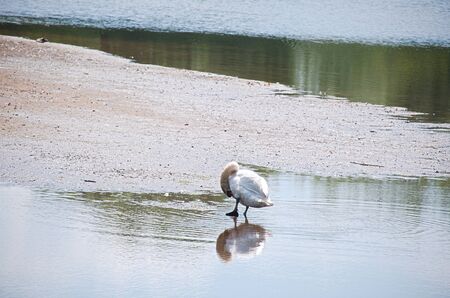 Swan washing up.の写真素材