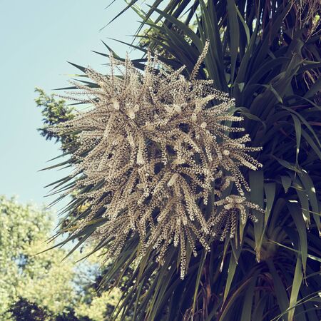 Date palm tree in flower.の写真素材