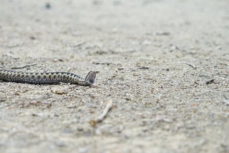 Snake mouth open.の写真素材