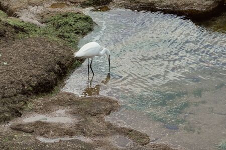 Wild life, egret at the water's edge.の写真素材