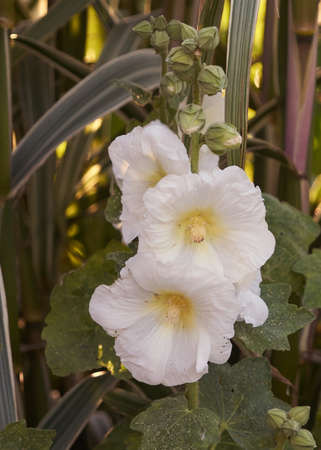 Large white hollyhock variety.の写真素材