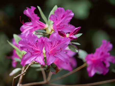 Rhododendron flowers, or trade winds.の写真素材