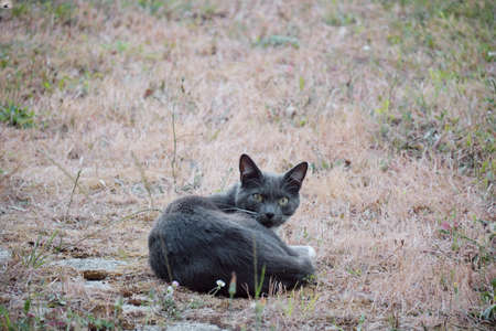 Chartreux gray cat.の写真素材