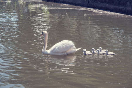 Mom swan with her cubs.の写真素材