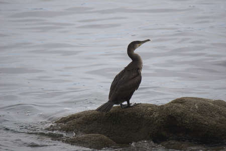 Cormorant seen in profile.の写真素材