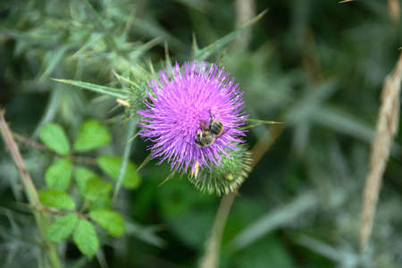 Milk thistle, blue flower.の写真素材