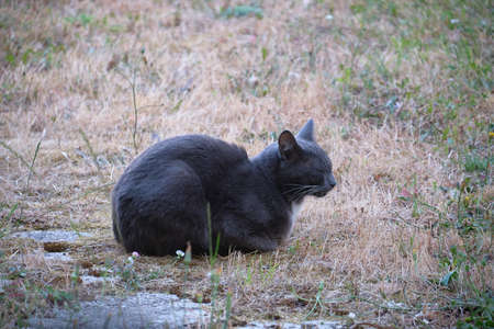 Carthusian breed cat lying in the grass.の写真素材
