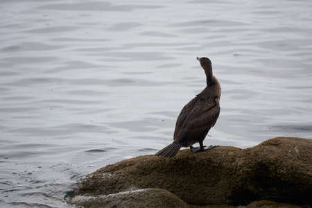 Cormorant on a rock.の写真素材