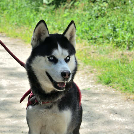 Dog breed Siberian husky.の写真素材