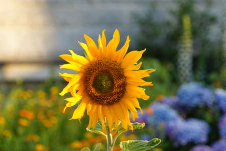 Sunflower flower.の写真素材