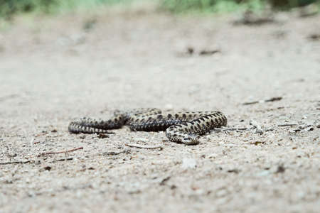 Snake crawling slowly.の写真素材