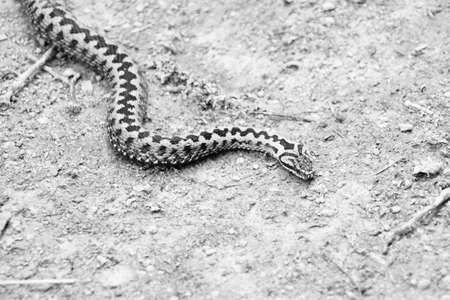 Triangular head of the viper.の写真素材