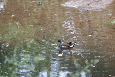 Gallinule or moorhen.の写真素材