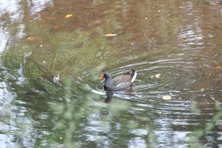 Water bird, coot.の写真素材