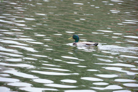 Wild life, mallard duck.の写真素材