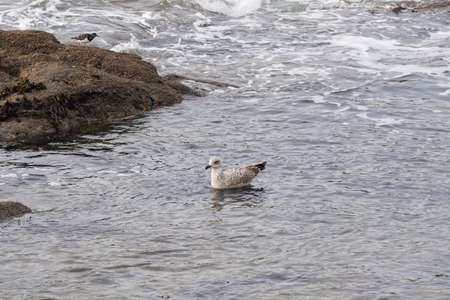 Young gull at sea.の写真素材