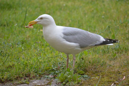 Gull with a shrimp in its beak.の写真素材