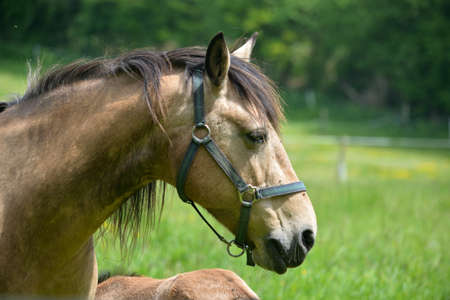 Horse wearing a halter.の写真素材