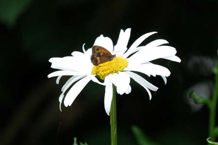 Butterfly foraging on a daisy.の写真素材