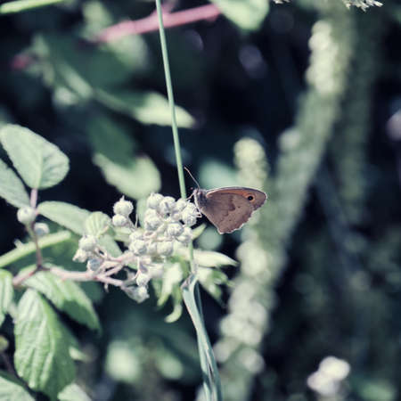 Butterfly resting on a flower.の写真素材