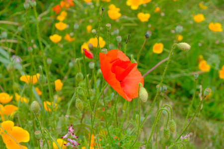 Poppy flower in the field.の写真素材