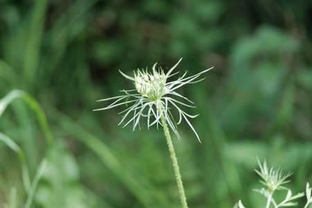 Birth of a hemlock.の写真素材