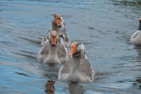 Group of geese swimming towards the shore.の写真素材