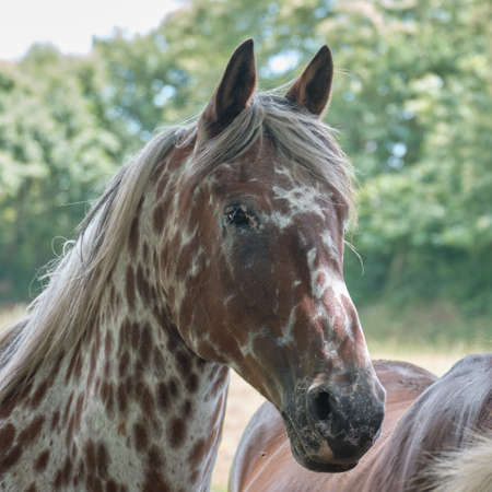 Portrait of a young stallion.の写真素材
