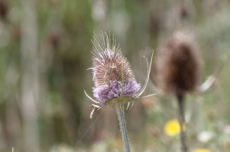 Nature in autumn, withered thistle.の写真素材