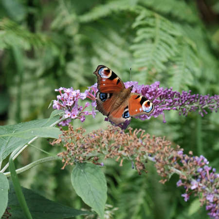 Beautiful butterfly variety - peacock of the day -の写真素材