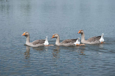 Gray geese on the lake.