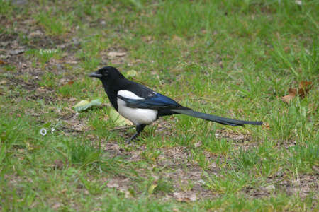 Magpie walking in the grass.の写真素材