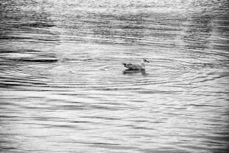 Young gull making circles on the water.の写真素材