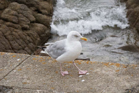 Gull walking over a bridge.の写真素材
