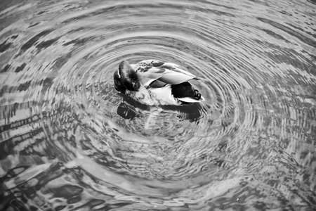 Duck doing its toilet.の写真素材